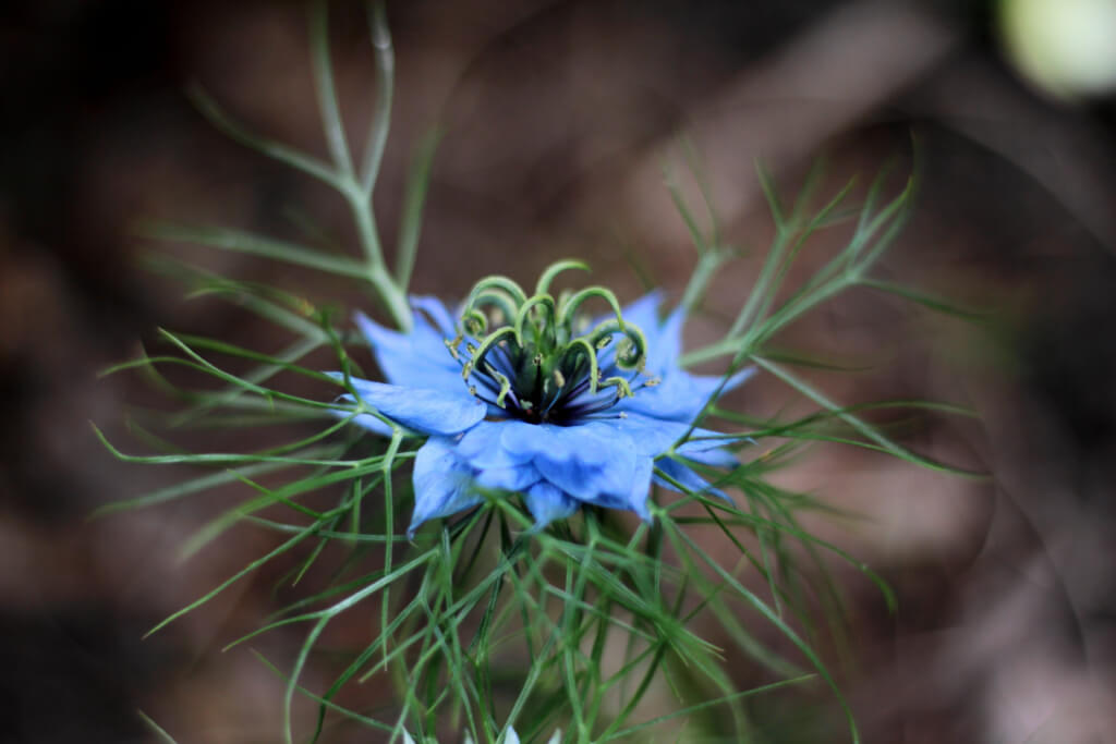 Die blaue Blüte einer Jungfer im Grünen mit geneigten Staubbeuteln