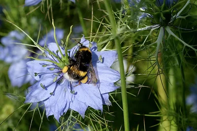 Hummel auf der Blüte einer Jungfer im Grünen