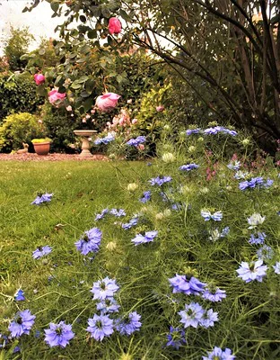 Hellblaue und weiße Jungfern im Grünen blühen im Garten