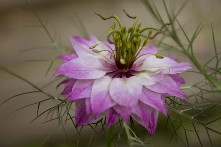 Nahaufnahme einer lila-weißen Blüte von Jungfer im Grünen