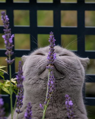 Eine graue Katze schnuppert mit geschlossenen Augen an Lavendelblüten.