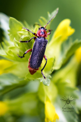 Cantharis rustica Käfer sitzt auf einer Klappertopf Blüte