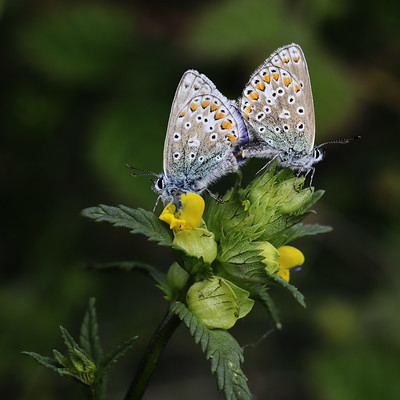 Zwei Schmetterlinge sitzen auf Klappertopf Blüten.