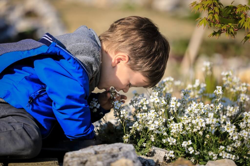 Kleinkind steckt sich weiße Blüten einer Gartenpflanze in den Mund