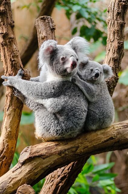 Ein großer und ein junger Koala sitzen hintereinander auf einem dicken Ast.