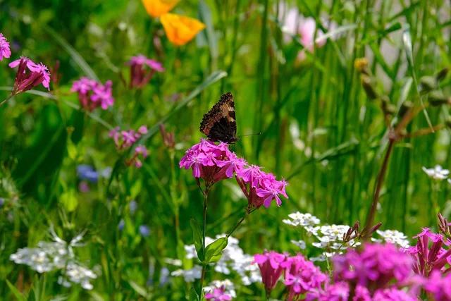 Schmetterling auf Silene coronaria Blüten