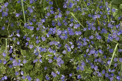 Silene dioica mit blauen Blüten