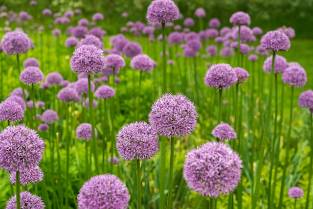 Zahlreiche Kugel-Lauch, Enzian-Lauch im Garten