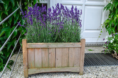 In einem großen Blumenkasten aus Holz gedeiht Lavendel