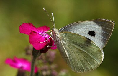 Auf der Blüte einer Lichtnelke sitzt ein großer, weißer Schmetterling