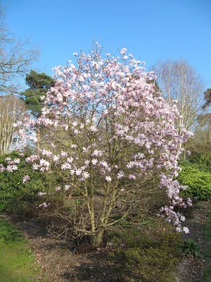 Blühende magnolia stellata im Garten