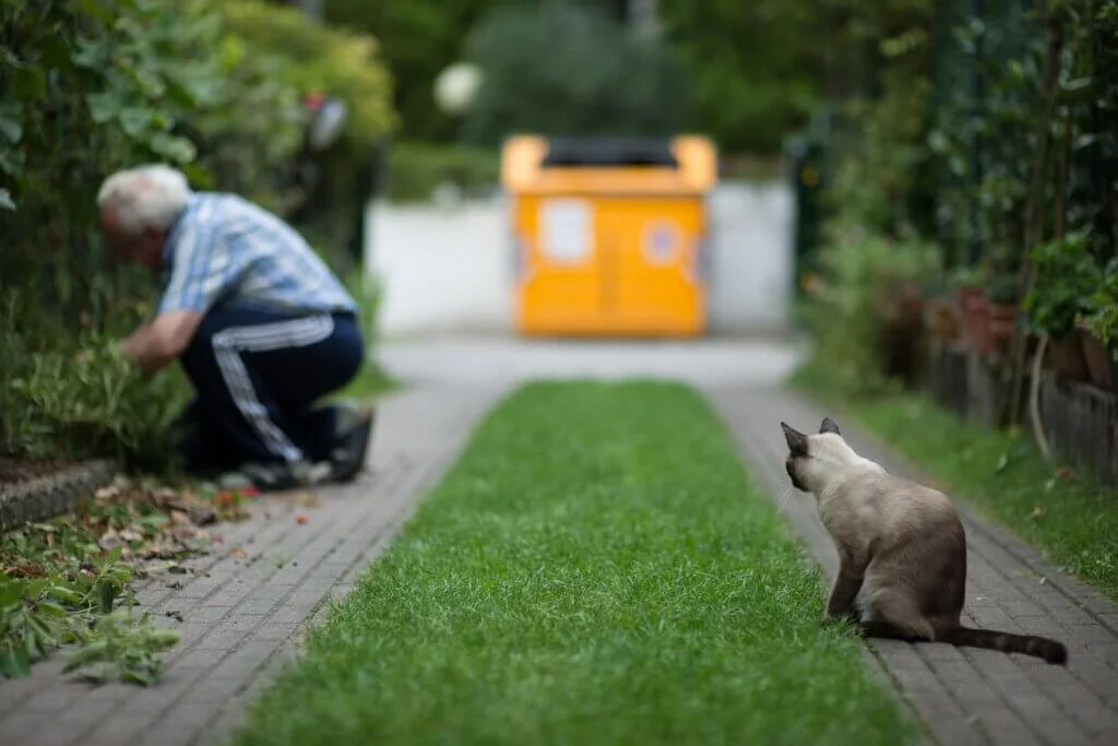 Ein Senioren-Hobbygärtner liegt auf den Knien im Gartenbeet für die Pflanzenpflege, während eine Katze ihm zuschaut.