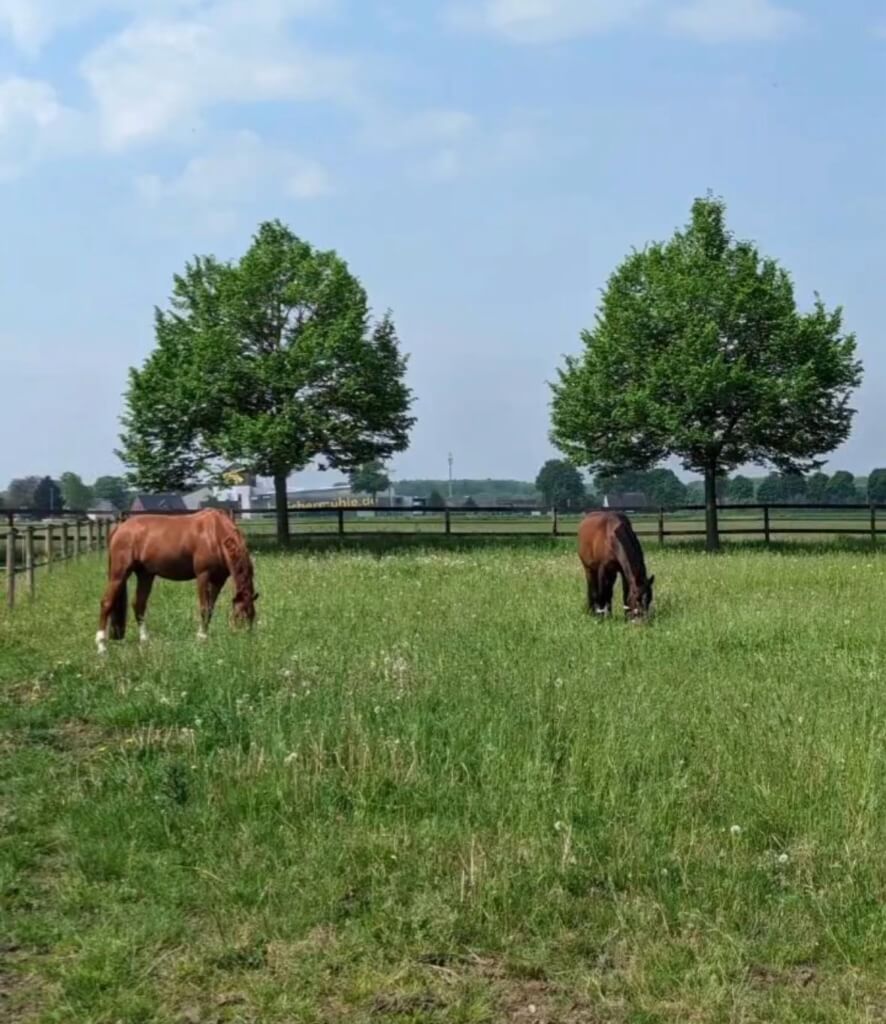 Zwei Pferde grasen friedlich auf der Weide.