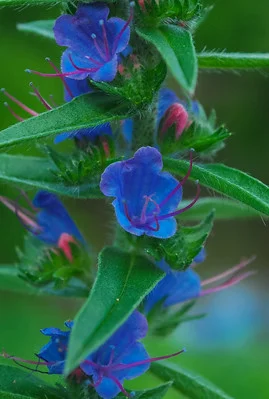 Nahaufnahme eines Blütenstandes vom Natternkopf Echium vulgare mit blauen Blüten und sattgrünen Blättern