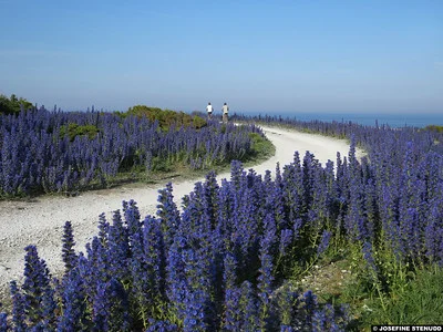 Eine riesige Fläche mit blühenden Echium vulgare, ein Weg dazwischen mit 2 Fahrradfahrern.