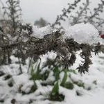 Natternkopf im Winter beugt sich unter einer Schneehaube