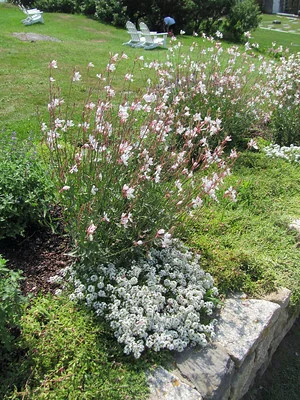 Prachtkerze, Oenothera, im Garten