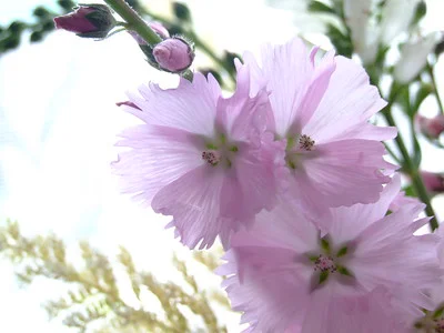 Zartrosa Blüten mit fransigem Rand der Präriemalve Little Princess