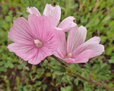 Drei Blüten der Präriemalve Partygirl