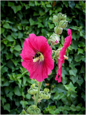 Eine rote, einfache Stockrosenblüte mit Biene
