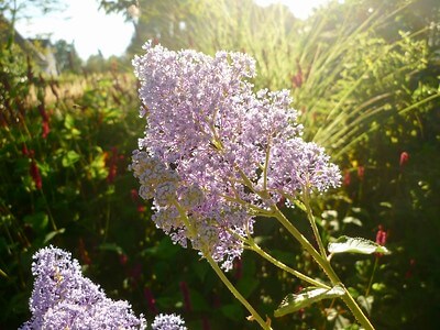 Nahaufnahme einer rosa Säckelblumen Blüte