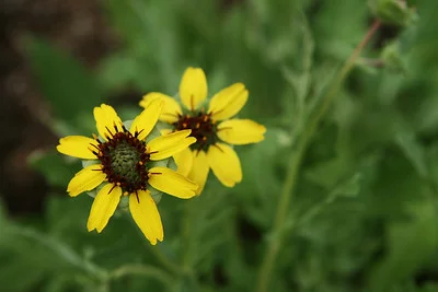 2 Blüten der berlandiera lyrata