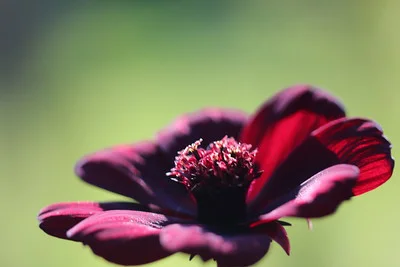 Großaufnahme der Blüte einer Cosmos atrosanguineus