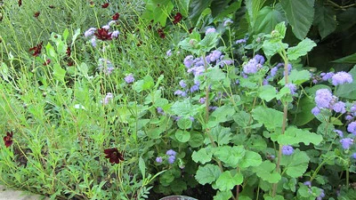 Staudenbeet mit Cosmos atrosanguineus, Ageratum und anderen Sommerblumen