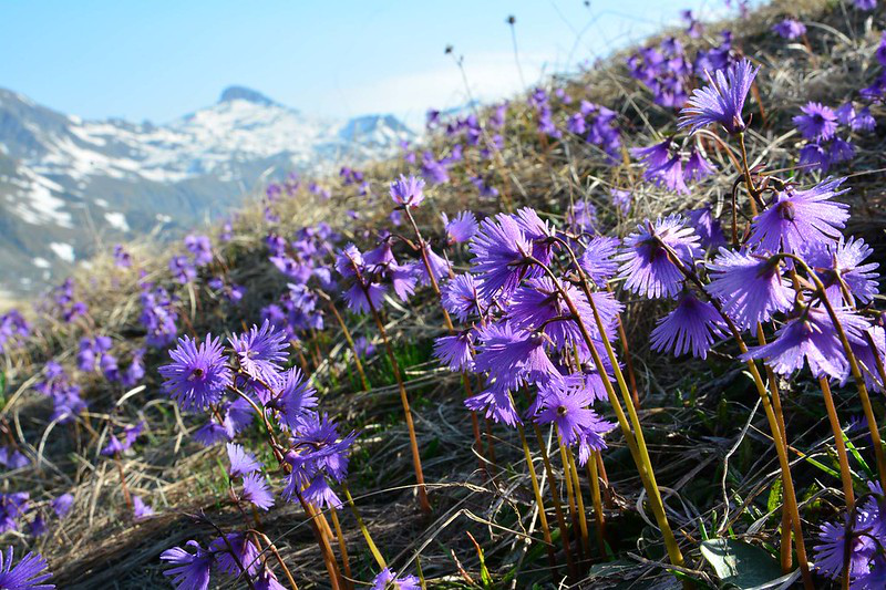 Ein Berghang bedeckt mit blühenden Soldanella alpina