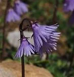 Soldanella alpina blühen zwischen Felsgestein