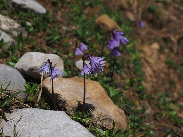 Soldanella alpina blühen zwischen Felsgestein