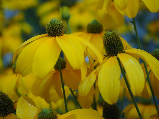 Nahaufnahme der Blüten von Rudbeckia nitida