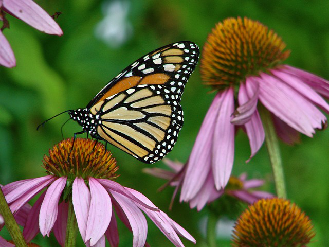 Auf einer Echinacea Blüte sitzt ein großer Schmetterling