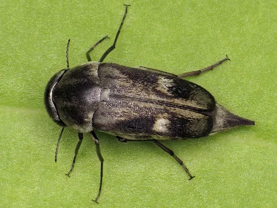 Stachelkäfer Tomoxia bucephala in Großaufnahme