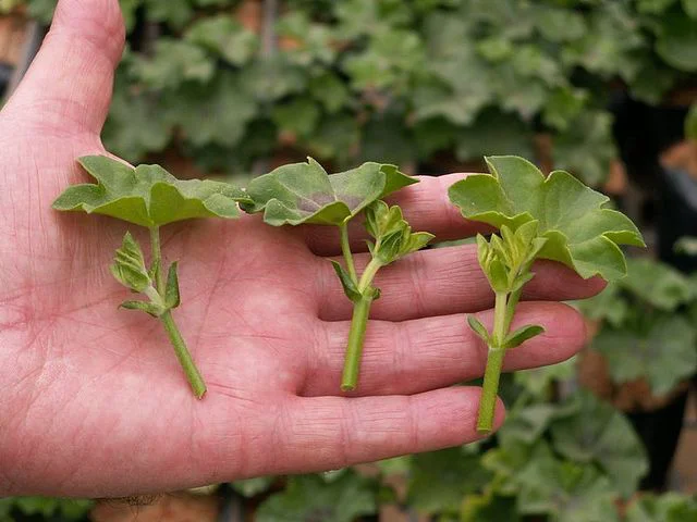 Auf einer Hand liegen 3 Stecklinge von Pelargonien