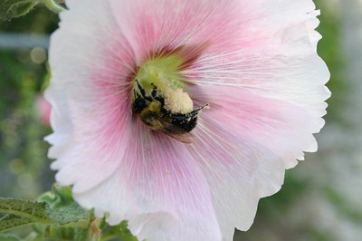 Eine Hummel sucht in Mavenblüten nach Honig