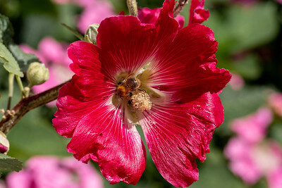 Biene in roter Stockrosenblüte