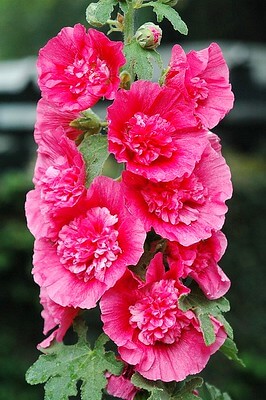 Rote gefüllte Stockrosen