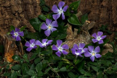 Unter einem Baumstamm gedeiht ein kleines Immergrün mit violetten Blüten.