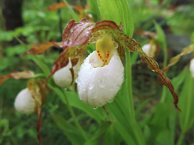 Weißer Frauenschuh Blüten mit Regentropfen