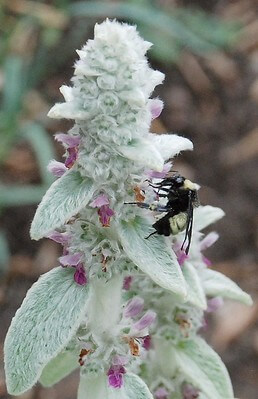Der Blütenstand einer Wollziest-Pflanze mit einer Biene an den lilafarbenen Blüten.
