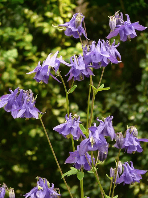 Ein kleiner Horst mit nickenden, violettblumen Akelei-Blüten.