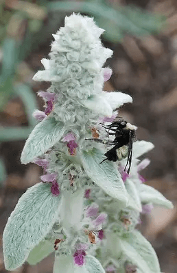 Ein Wollziest Blütenstand mit einer sehr seltenen Biene.
