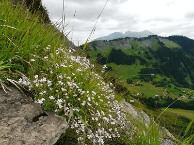 An einem steilen Felshang gedeiht eine Steinbrech Felsennelke mit Bergen im Hintergrund.