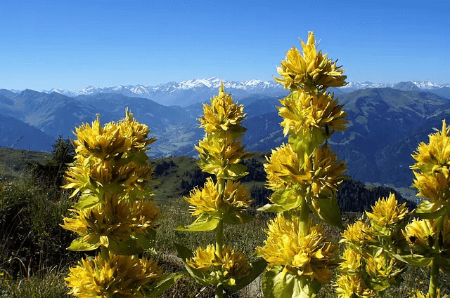 Mehrere Blütenstände vom gelben Enzian stehen vor der Kulisse schneebedeckter Gipfel