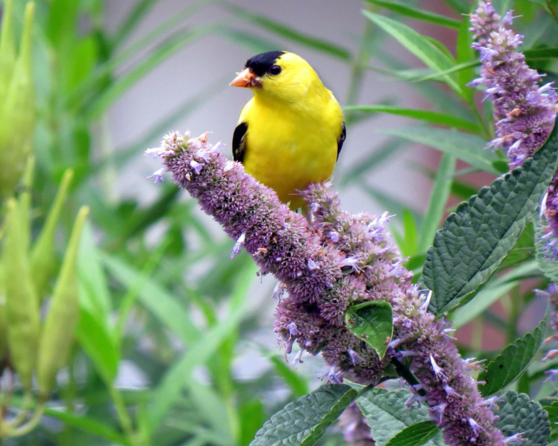 Auf den Blüten von Ysop sitzt ein gelber Vogel