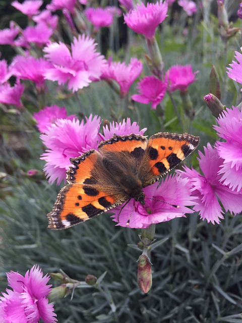 Schmetterling sitzt auf den Blüten von Alpennelken