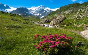 Die Alpenrose ist ein blühender Botschafter der Berge