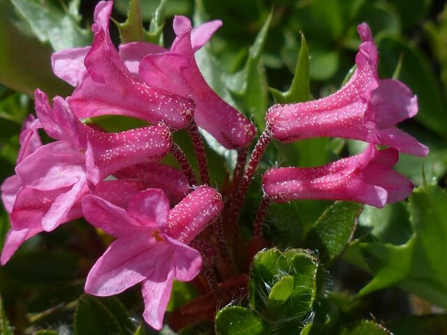 Blütenstand einer bewimperten Alpenrose