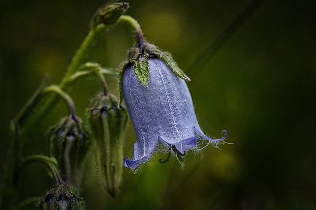 Nahaufnahme einer Einzelblüte der Bärtigen Glockenblume